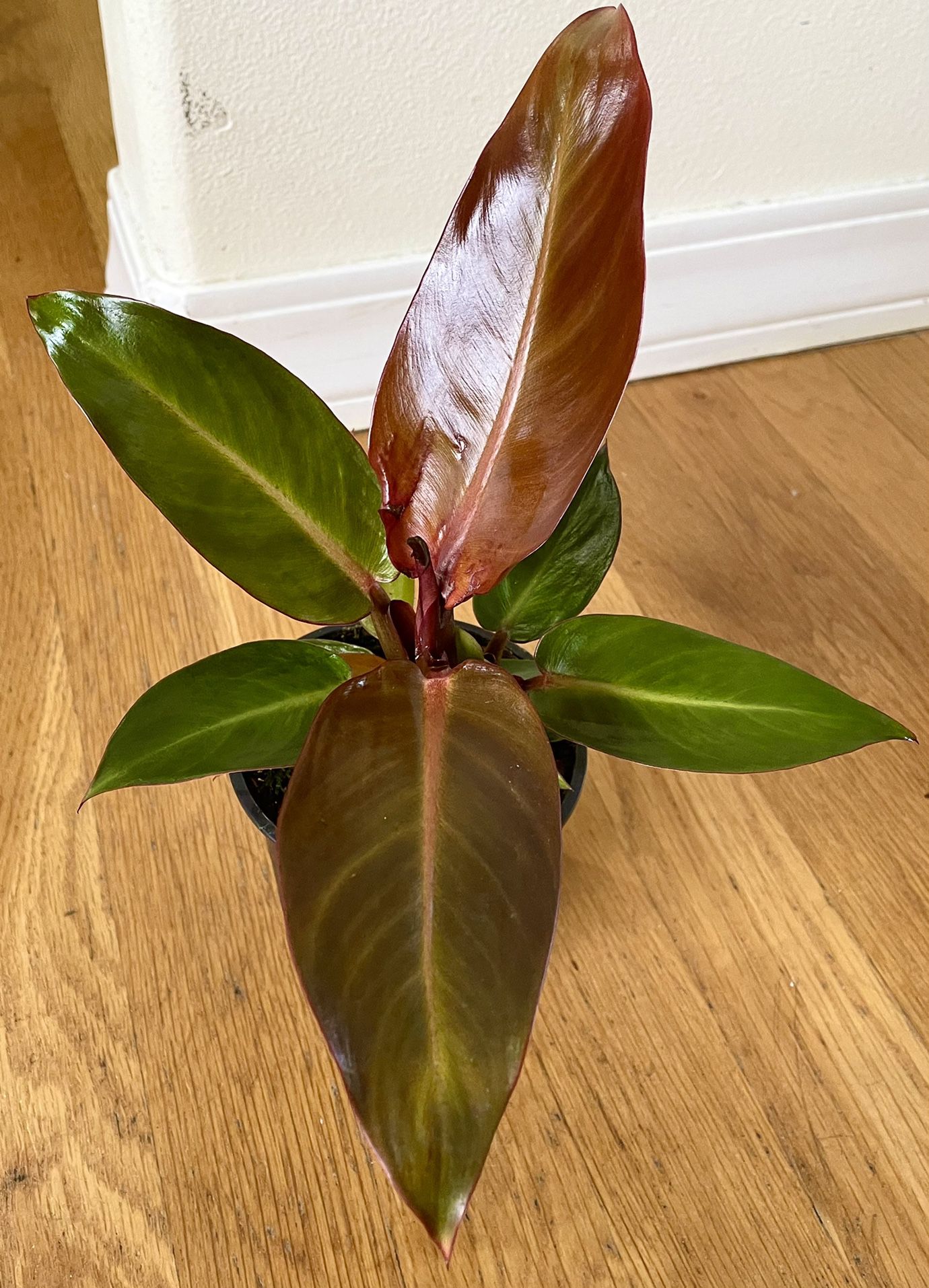 Red Sun Philodendron Plant / 2 in 1 Pot / Free Delivery Available 