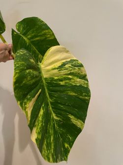 Giant Golden Pothos Varieg. Live Plant Climbs Hawaiian Large Rooted Cutting 10”