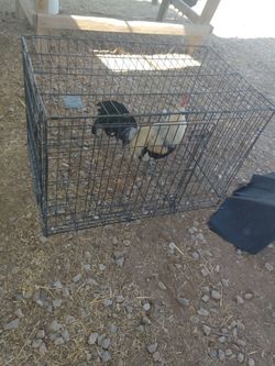 $50 Giros pollitos