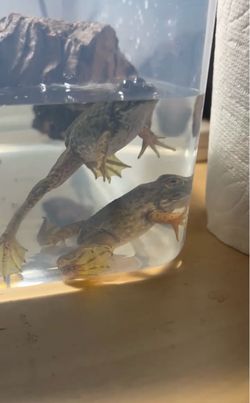 Reptile tank