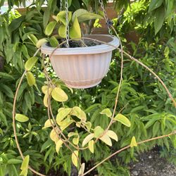 Beautiful Pink Star Hoya Sweet Fragrance Flowers Buds Now