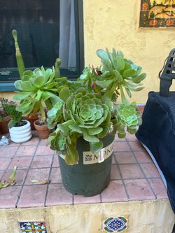 Large potted succulent