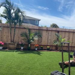 King palm, and other palms