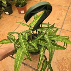 Syngonium podophyllum 'Tri-leaf wonder'