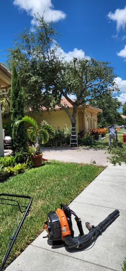 Tree, Hedge, Trim, Grass, Cut.