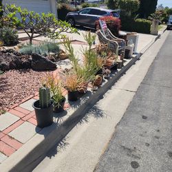 Free Succulents, Patio Chairs