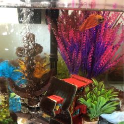 Fish And Fish Tank 