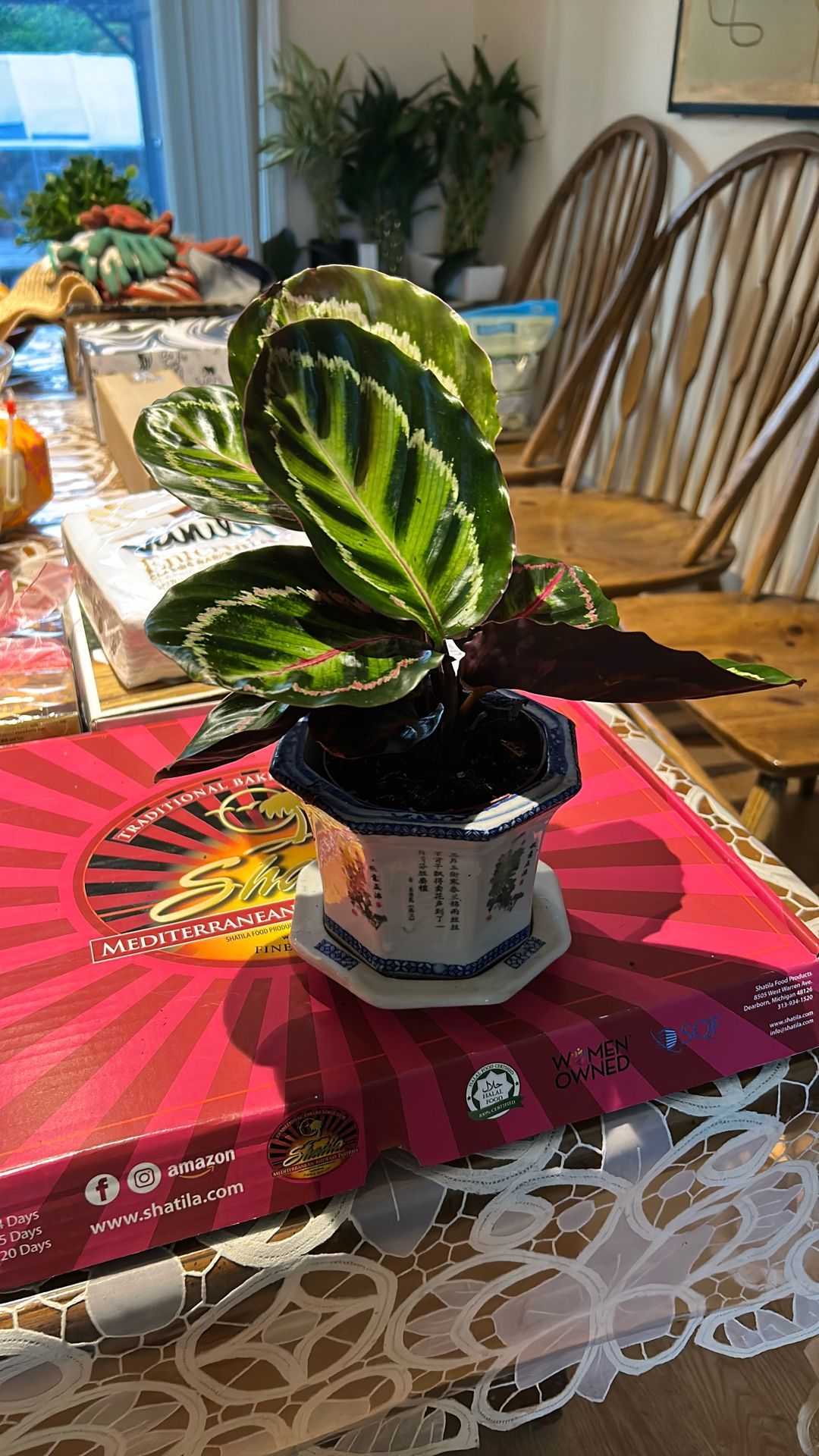Rose Painted Calathea