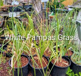 White Pampas Grass