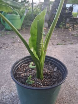 California elephant ears