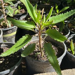 Planta De Uña De Gato Mala Madre O Calanchoe  Insulina Sedron Muicle  Prodijiosa