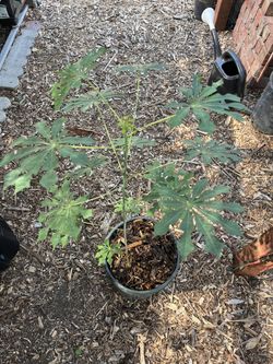 Ornamental Tapioca (Cassava)