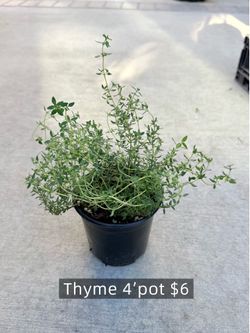 HERBS🌿 Thyme 香草🌿百里香