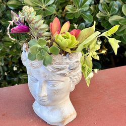 Mother’s Day Sale Succulent Mix