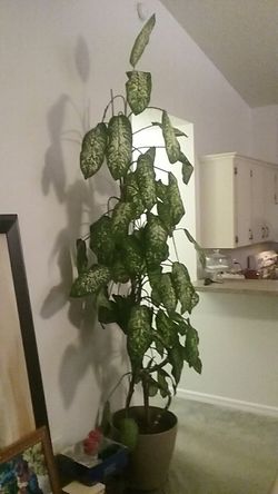 Two House plants, 8 feet & 6 feet tall.