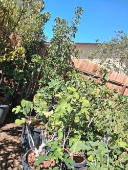 Fruit trees.