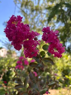 Crape Myrtle