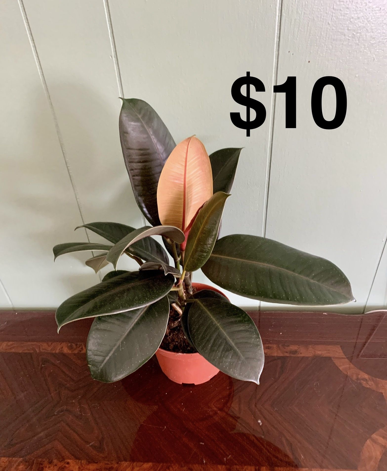Rubber Tree