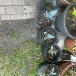 Natural Plants