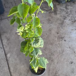 Buganbilia White Plant $10