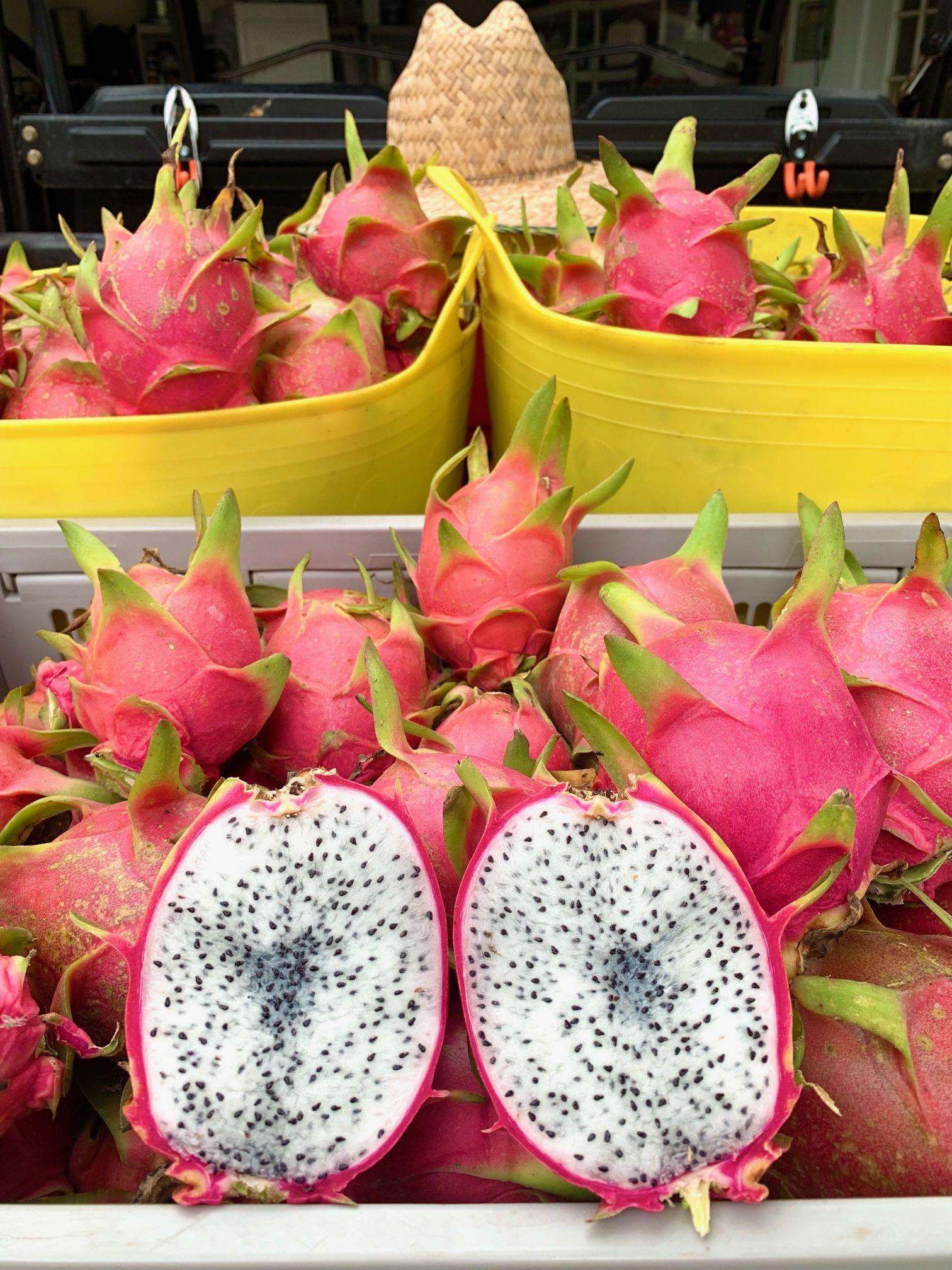 Dragon Fruit