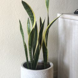 $25 Natural Sansevieria Plant With New Pot