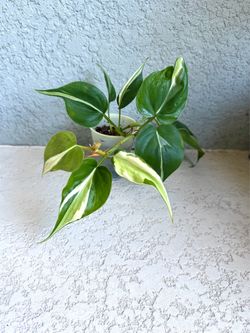 Philodendron silver stripe plant