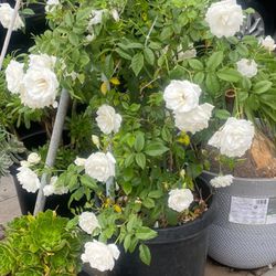 White Roses Plant