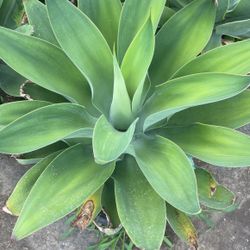 Foxtail Agave