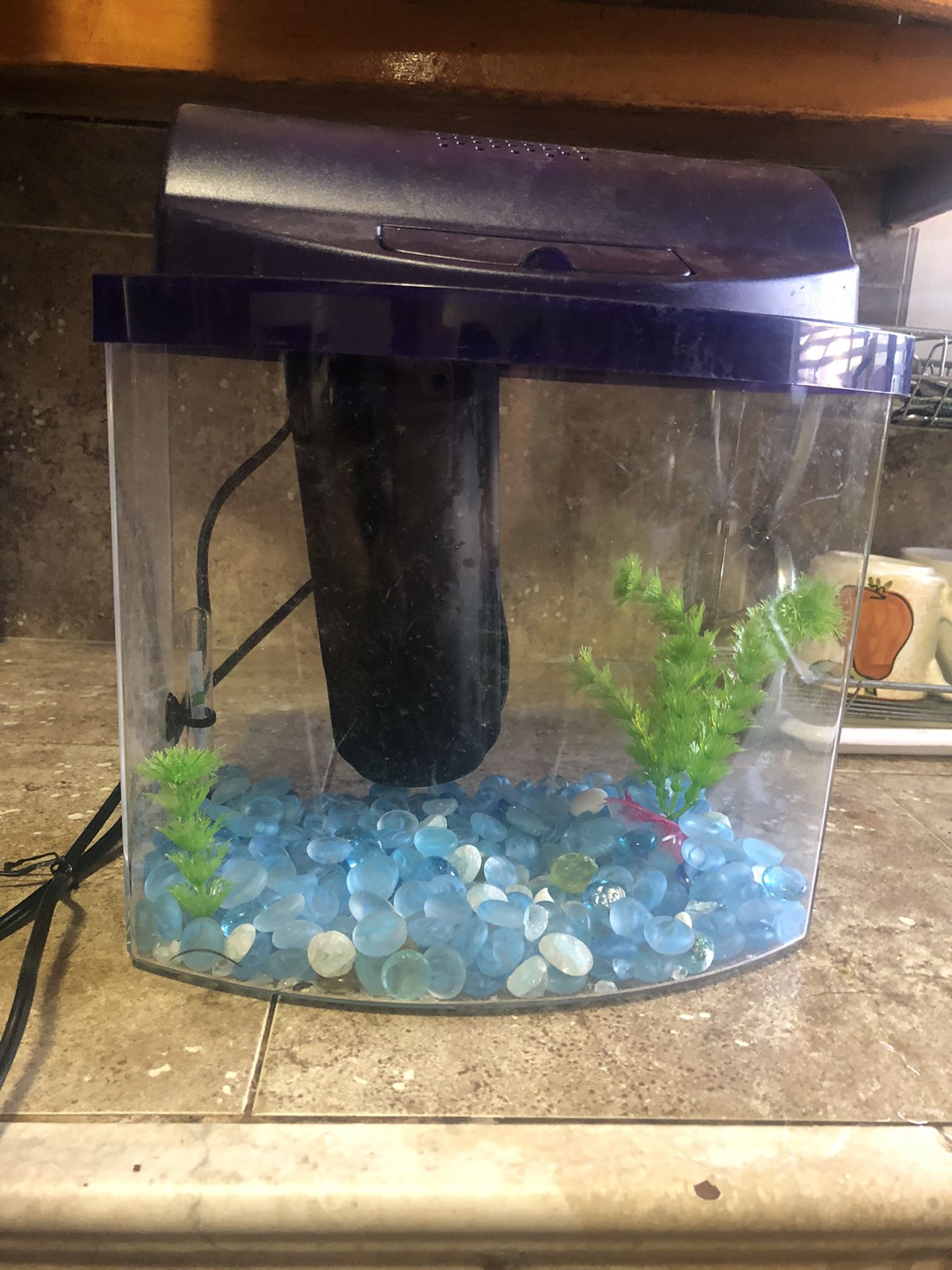 Fish tank, pecera