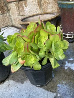 Succulent in pot