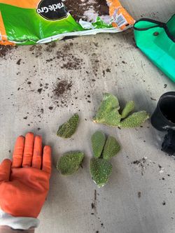 Wavy bunny ear cactus