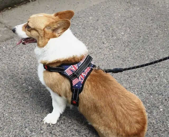 Dog Harness/Size Small Fits 11-20 Pound Dog