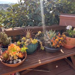 Succulents And Cacti Plus Pots  