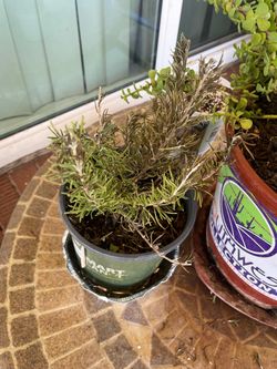 Last And Final Chance Time To Buy Some Plant (Rosemary)