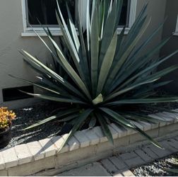 Large Toquilla Blue Agave