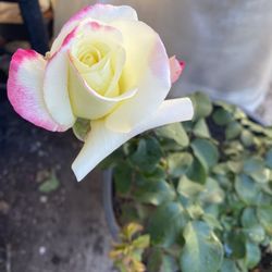 Rosal De Arbusto, Con Flores, En Maceta De 5 Gallones