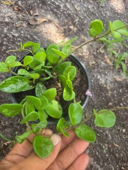 Hoya Mathilde Splash