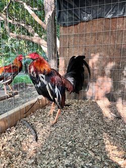 Gallos