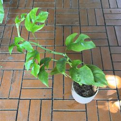 Mini Monstera Rhaphidophora Tetrasperma Plant