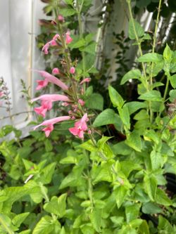 *$1 to $3* Red & Pink Salvia Native Plants -  Butterfly & Hummingbird Nectar Source