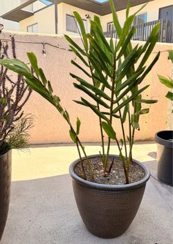Ginger Lily ‘Apricot’ Plant
