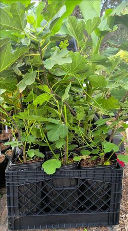 Kadota Fig Tree SALE