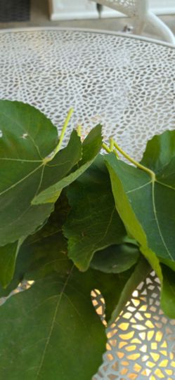 Oraganic fresh fig leaves