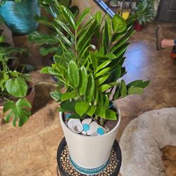 ZZ Plant In 10in Pot With Drainage,  Shells And Stones 