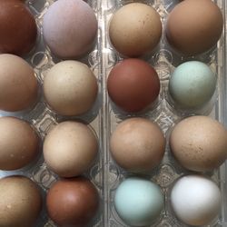 Organic Chickens Eggs 