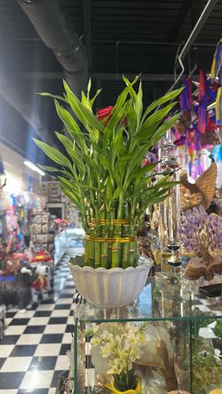 Lucky Bamboo Plant in White Ceramic Bowl