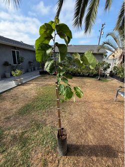 GRAFTED Lisa Concha Cherimoya