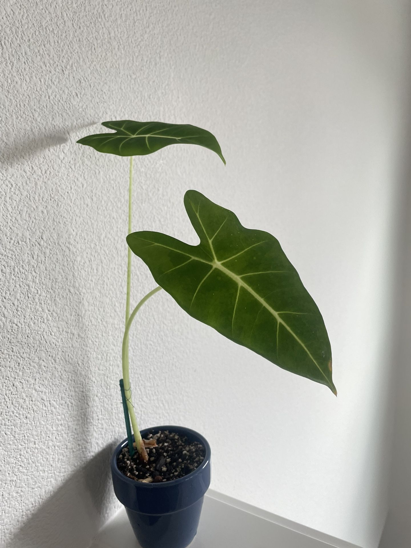 Alocasia Frydek In Ceramic Pot