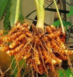 Authentic Turmeric Plant Indian Turmeric Spice Anti-inflammatory Organic - Limited Quantity